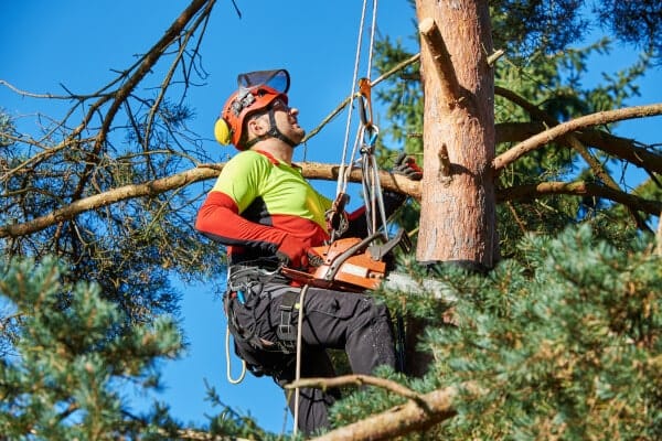 pruning